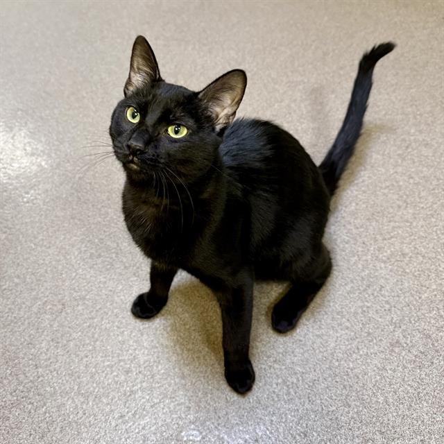 HEWIE - Domestic Short Hair available for adoption