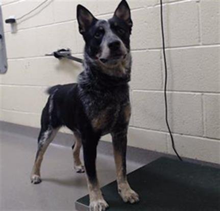 MUFFINS - Australian Cattle Dog/Blue Heeler available for adoption