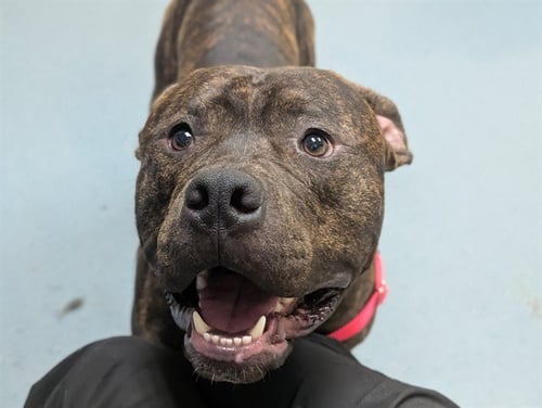 BAJA BLAST - American Bulldog / American Staffordshire Terrier available for adoption