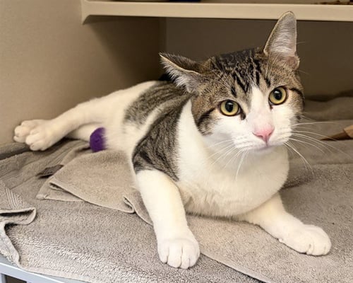 PORCELAIN - Domestic Short Hair for adoption in Denver