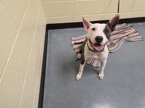 RIJU - Pit Bull Terrier for adoption in Denver