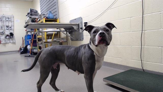 TENNESSEE - American Pit Bull Terrier available for adoption