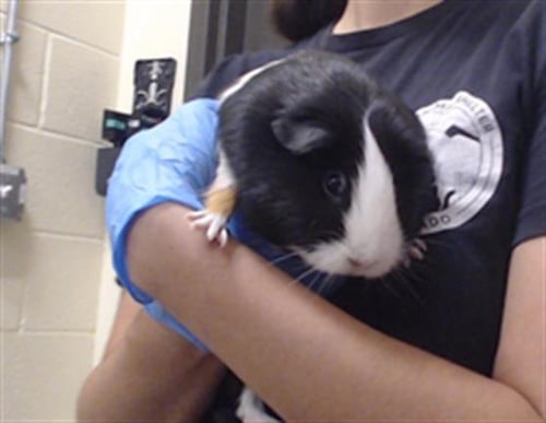 SUZIE - Guinea Pig available for adoption
