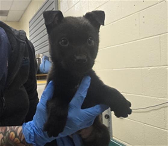 ZOEY - Chow Chow available for adoption