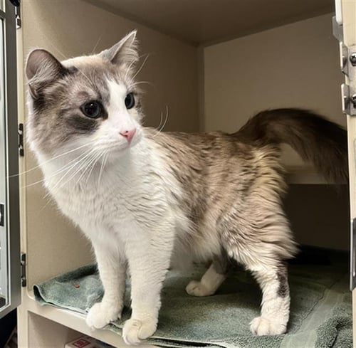 EVAN - Domestic Medium Hair available for adoption