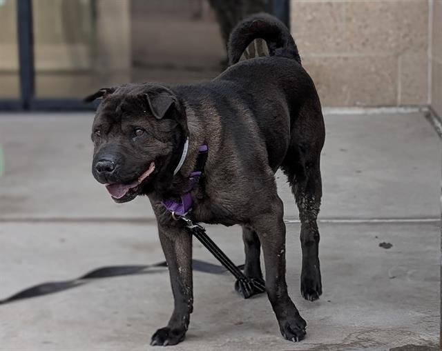 DORITO - Chinese Shar-Pei available for adoption