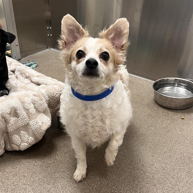 DAISY - Jack Russell Terrier (Parson Russell Terrier) available for adoption