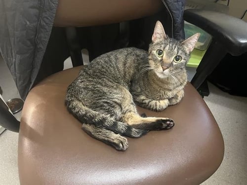 NAULA - Domestic Short Hair available for adoption