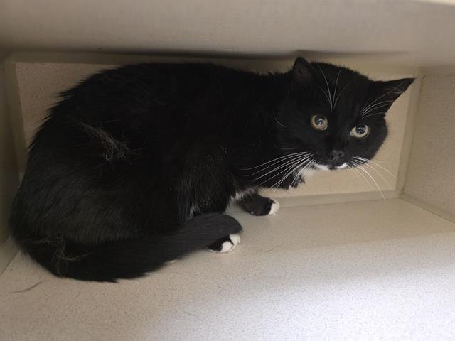 SHMOOP - Domestic Long Hair available for adoption