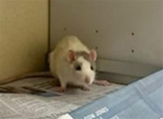 STIR-FRY - Rat available for adoption