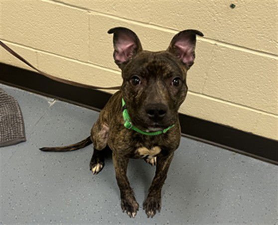 BIFF - Pit Bull Terrier available for adoption