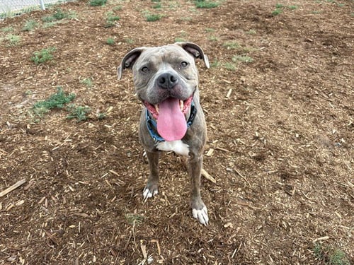 BLUE - American Pit Bull Terrier / American Bulldog available for adoption