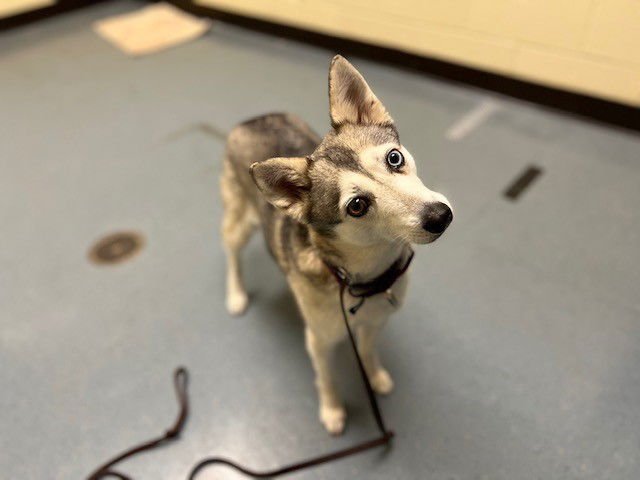 FRENCH PRESS - Alaskan Klee Kai available for adoption
