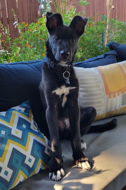 BONES - Labrador Retriever available for adoption