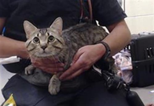 ZIMBA - Domestic Short Hair available for adoption