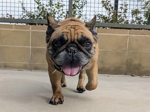 BUTTERFINGER - French Bulldog / Pug available for adoption