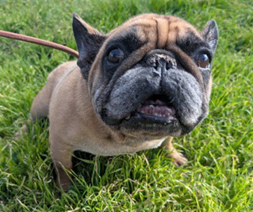 BUTTERFINGER - French Bulldog / Pug available for adoption
