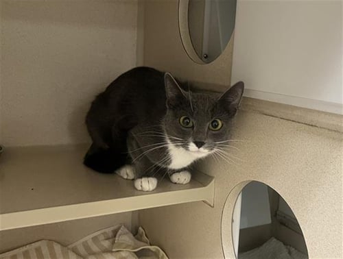 PEARL - Domestic Short Hair for adoption in Denver