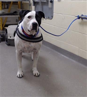 BILL - American Bulldog available for adoption