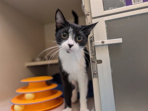 BIG BABY CHIPS - Domestic Short Hair available for adoption