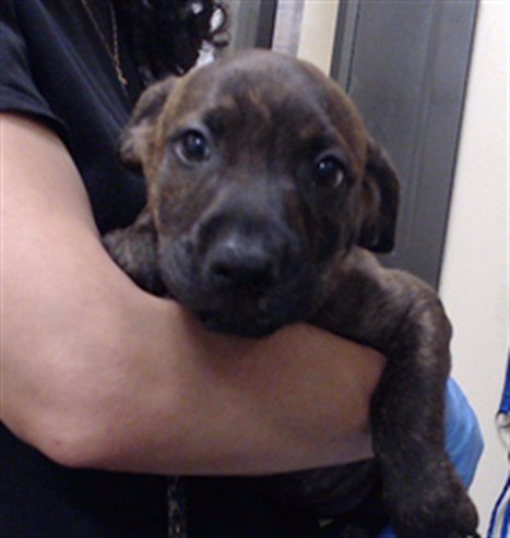 CLOVES - Pit Bull Terrier available for adoption