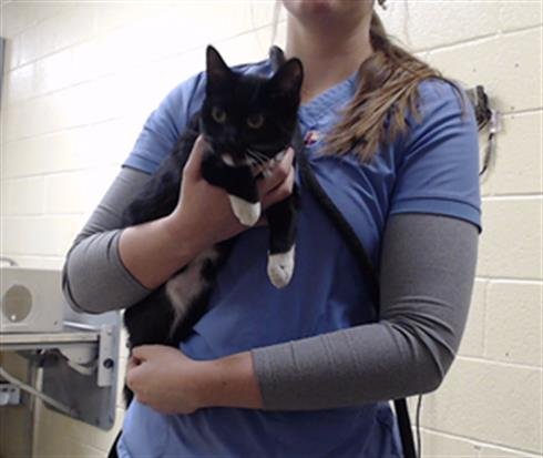 TINA TWILL - Domestic Short Hair available for adoption