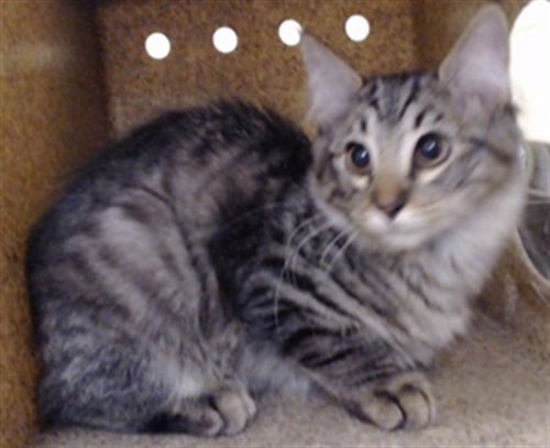 JOAR - Domestic Medium Hair available for adoption
