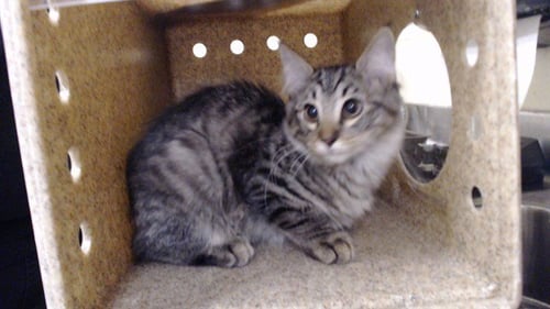 JOAR - Domestic Medium Hair available for adoption