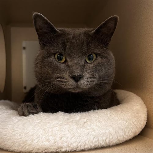 PETER - Domestic Short Hair available for adoption