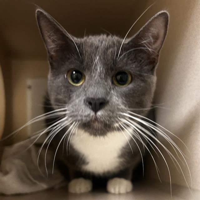 BEE - Domestic Short Hair available for adoption