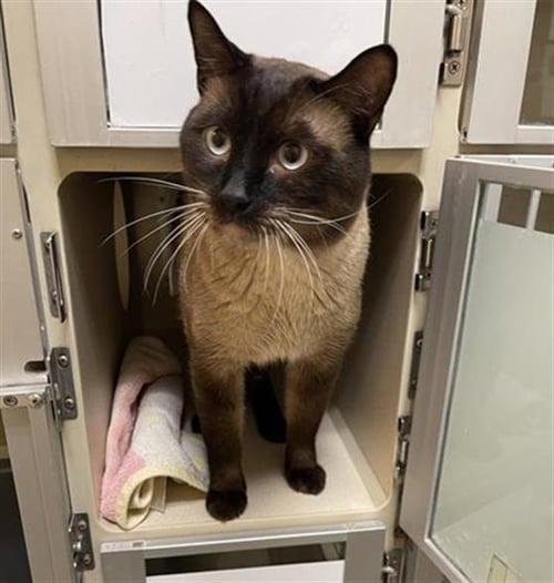 GUS - Domestic Short Hair available for adoption