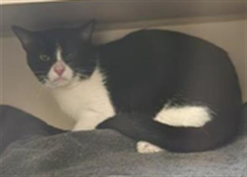 SATURN - Domestic Short Hair available for adoption