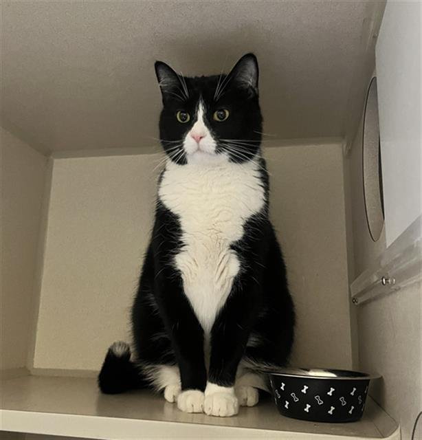 ANGEL - Domestic Short Hair available for adoption