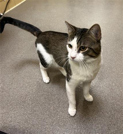 PETER - Domestic Short Hair available for adoption