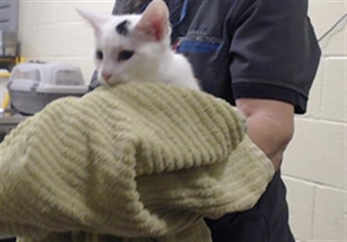 SEVEN YEARS AGO - Domestic Short Hair available for adoption