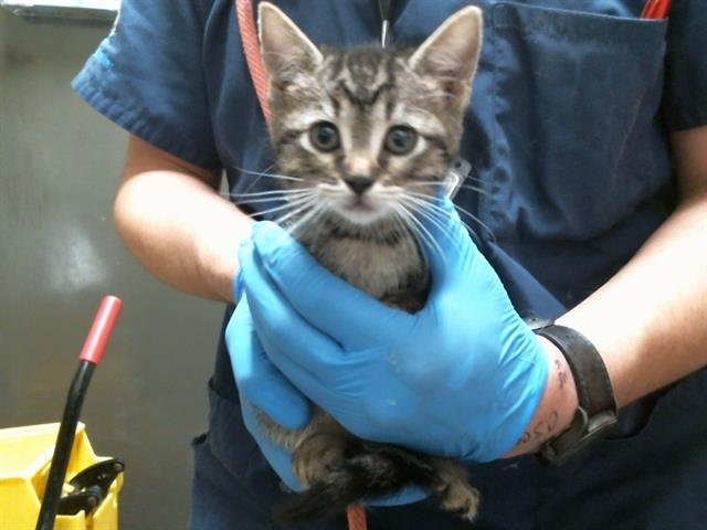 KAIRI - Domestic Short Hair available for adoption