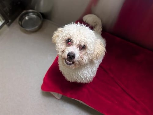 MORDECAI - Poodle (Miniature) available for adoption