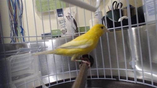 CITRUS - Canary available for adoption