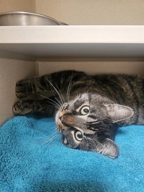 HAROLD - Domestic Short Hair available for adoption