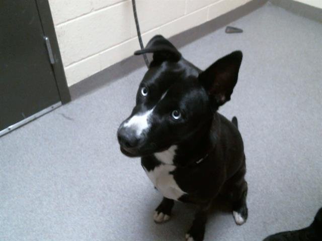 RAVEN - Siberian Husky / Pit Bull Terrier available for adoption