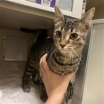 CREEK - Domestic Short Hair available for adoption