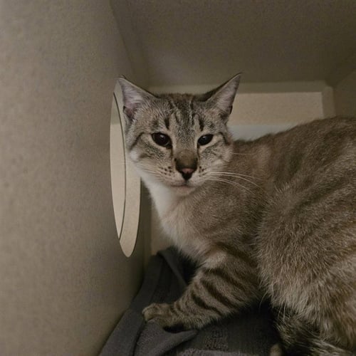 LECHE - Domestic Short Hair available for adoption