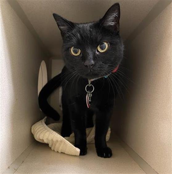 ROSIE - Domestic Short Hair available for adoption