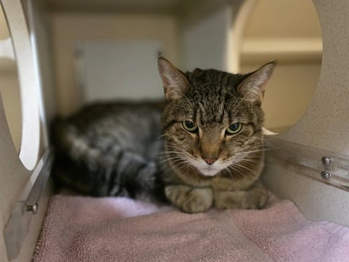 HANK - Domestic Short Hair available for adoption