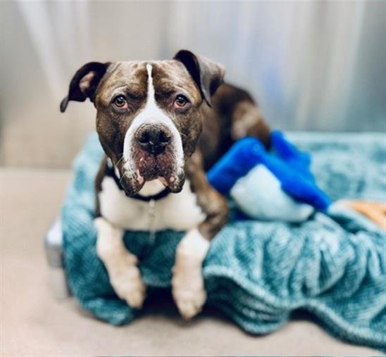 CHEERIOS - American Bulldog available for adoption