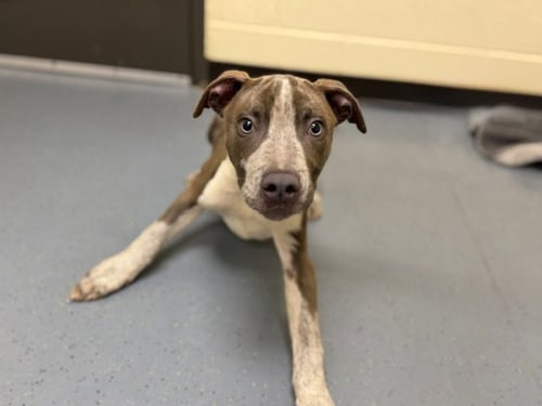 TIKI - Pit Bull Terrier available for adoption