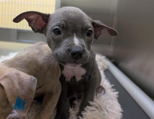 EDDIE - Pit Bull Terrier available for adoption