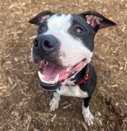 CARDI - American Pit Bull Terrier available for adoption