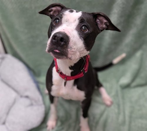 CARDI - American Pit Bull Terrier available for adoption