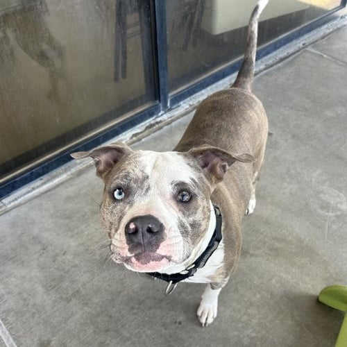 QUEEN ZELDA - American Pit Bull Terrier / Bulldog available for adoption